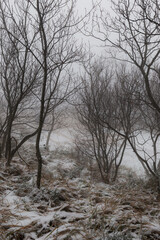 Fototapeta premium Trees and branches in the middle of snow