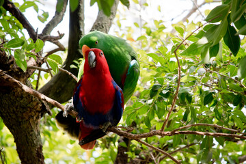 the eclectus parrots are mating © susan flashman