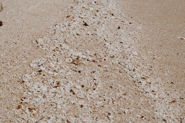 Beige fawn brown beautiful nature background design screensaver web wallpaper for resort spa relax. A lot small starfish seashell ocean biomes placed spawn on beach sea sand surface. Copy space