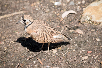 this is a side view of an inland dotteral