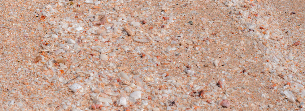 BANNER Pink fawn brown beautiful nature background design screensaver web wallpaper for resort spa relax. A lot small starfish seashell ocean biomes placed spawn on beach sea sand surface. Copy space