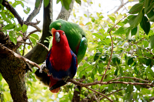 the eclectus parrots are mating