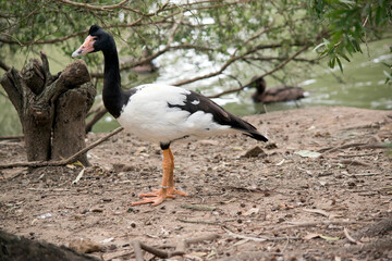 this is a side view of a magpie goose