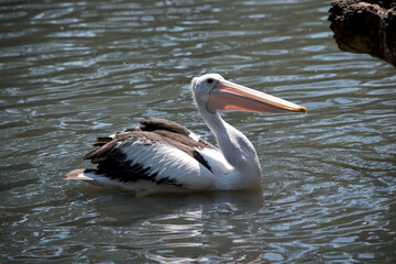 the pelican is swimming in the lake