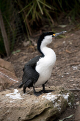 the pied cormorant is standing on a rock