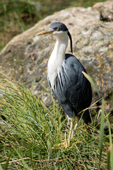 Fototapeta premium the pied heron is a black and white bird with yellow eyes