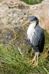the pied heron is a black and white bird with yellow eyes