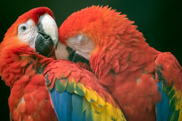 Fototapeta premium the red and green macaw are preening each other