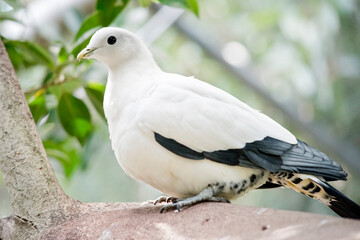 the torresian imperial pigeon is a black and white bird