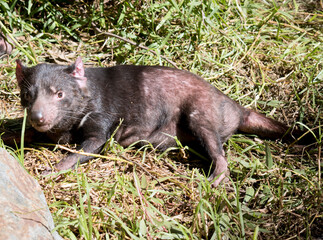 the Tasmania devil is black with pink ears and a white stripe on its shoulders