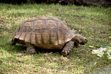 this is a side view of a giant tortoise