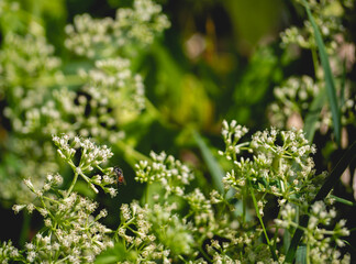 Bees clinging to a white flower