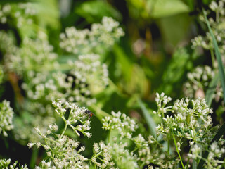 Bees clinging to a white flower