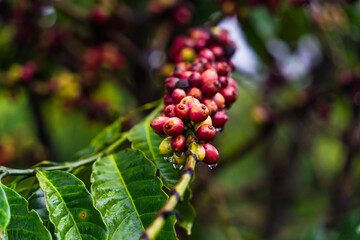 Coffee beans ripening, fresh coffee, red berry branch, industry agriculture on tree in Central Highland of Vietnam. Vietnamese coffee. Selective focus.