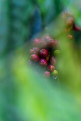 Coffee beans ripening, fresh coffee, red berry branch, industry agriculture on tree in Central Highland of Vietnam. Vietnamese coffee. Selective focus.