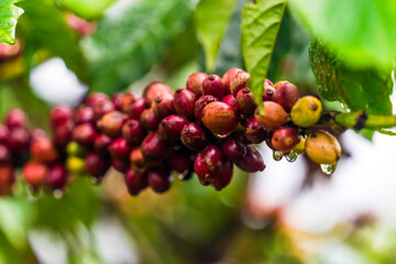 Coffee beans ripening, fresh coffee, red berry branch, industry agriculture on tree in Central Highland of Vietnam. Vietnamese coffee. Selective focus.