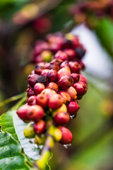 Coffee beans ripening, fresh coffee, red berry branch, industry agriculture on tree in Central Highland of Vietnam. Vietnamese coffee. Selective focus.