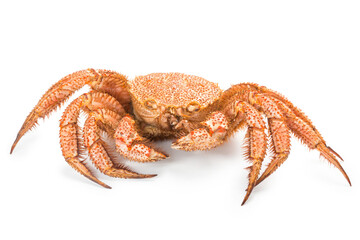 fresh cooked crab quadrangular hairy or red crab isolated on white background