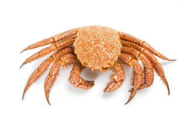 fresh cooked crab quadrangular hairy or red crab isolated on white background