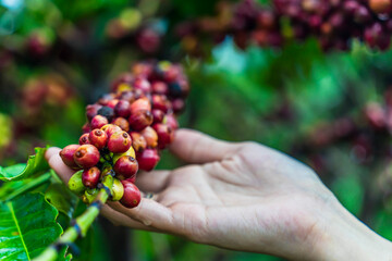 Coffee beans ripening, fresh coffee, red berry branch, industry agriculture on tree in Central Highland of Vietnam. Vietnamese coffee. Harvesting coffee berries by agriculturist hands