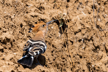 Eurasian Hoopoe or Common Hoopoe or Upupa epops the beautiful brown bird with spiky hair, beautiful crested bird