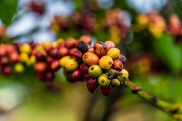 Coffee beans ripening, fresh coffee, red berry branch, industry agriculture on tree in Central Highland of Vietnam. Vietnamese coffee. Selective focus.