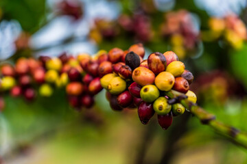 Coffee beans ripening, fresh coffee, red berry branch, industry agriculture on tree in Central Highland of Vietnam. Vietnamese coffee. Selective focus.