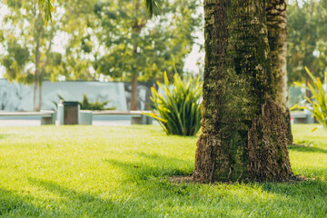 Obraz premium Tropical palm leaves with sunbeams, floral drawing background, real photo