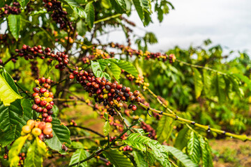 Coffee beans ripening, fresh coffee, red berry branch, industry agriculture on tree in Central Highland of Vietnam. Vietnamese coffee. Selective focus.