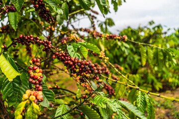 Coffee beans ripening, fresh coffee, red berry branch, industry agriculture on tree in Central Highland of Vietnam. Vietnamese coffee. Selective focus.