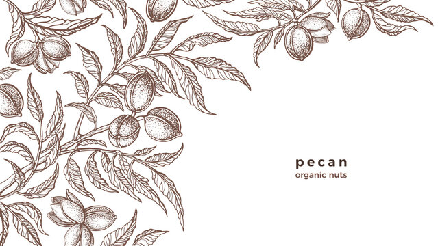 Vector pecan plant, nuts. Vintage botany sketch
