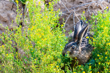 Portrait of a sitting brown hare or lepus europaeus
