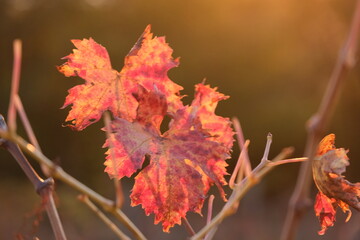 File di vite in una collina in autunno con foglie rosse. Vite per vino