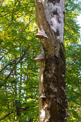 Wild wet mushrooms on log of tree
