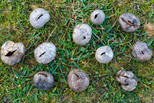 Bovista plumbea. Meadow with small wolf farts. Lead colored puffball.
