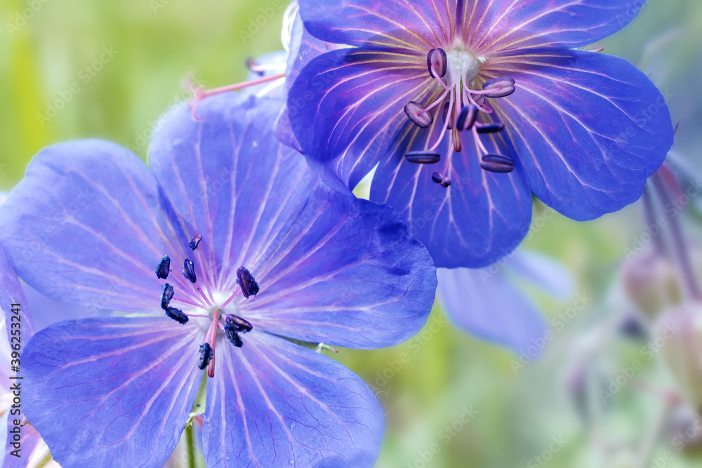 Wall mural two summer blue forest flowers of meadow geranium close up