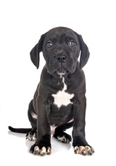 puppy cane corso