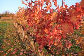 File di vite in una collina in autunno con foglie rosse. Vite per vino