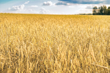 field with ripe yellow wheat close-up