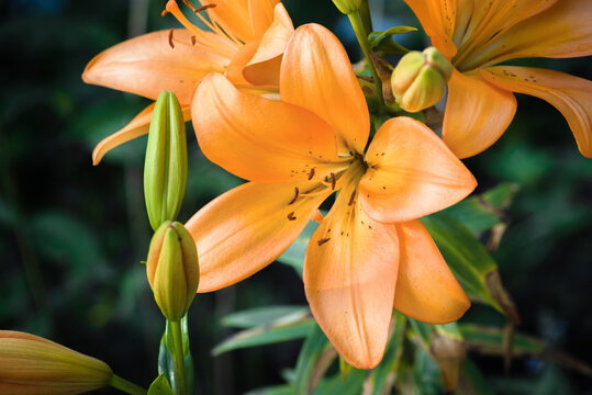 orange Lily flowers in the garden close-up