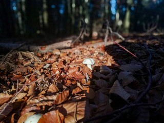 Gegenlicht im Herbstwald