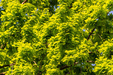 Fototapeta premium Green oak leaves, bright sun