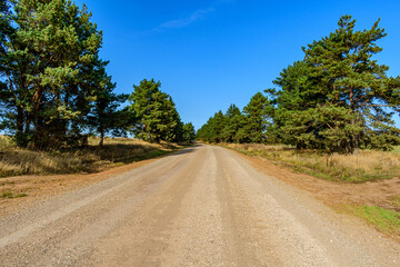 Fototapeta na wymiar A dirt road passes through young pine trees against a clear blue sky