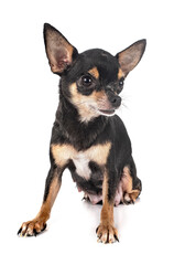 Obraz premium chihuahua in studio