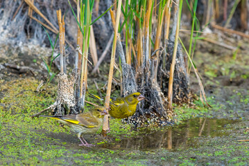 Two European Greenfinches or Carduelis chloris on water-place