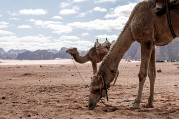Camels in the deser