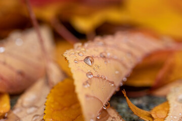 Naklejka na ściany i meble Water drops are on fallen leaves　after rain.