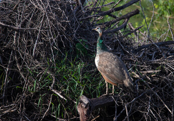 Peafowl sitting on a pile of wood sticks in a forest