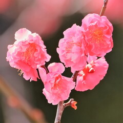 美しいピンクの梅の花