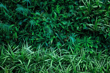 closeup nature view of tropical leaf background, dark tone concept